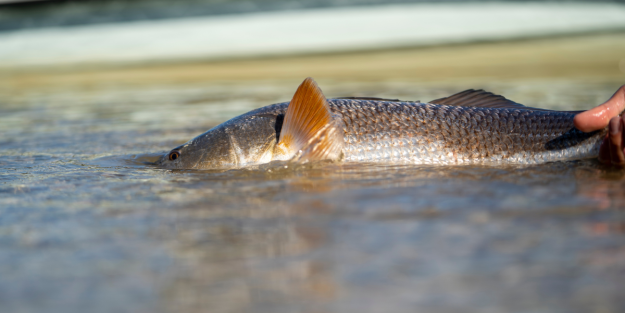 Red Fishing From the Breakers A Winter Blast