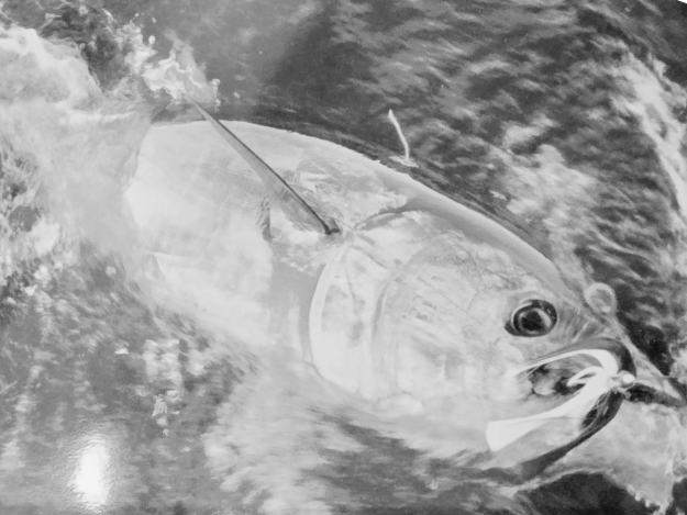 Bluefin Tuna….The Catch That Lives Forever