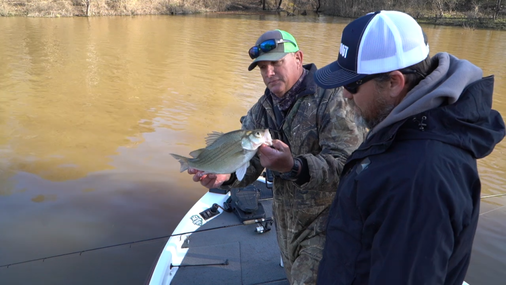 White Bass On The Eno/Flat Rivers - Angler Sportsman